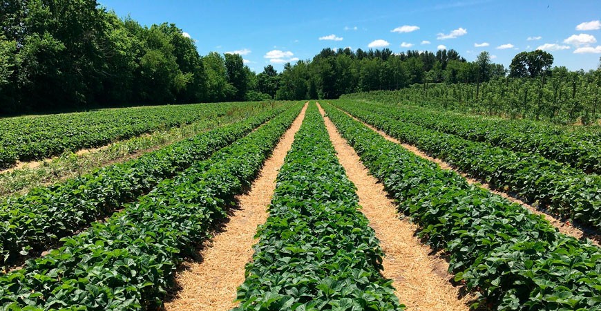 Maquinaria para la temporada agrícola: rotovators