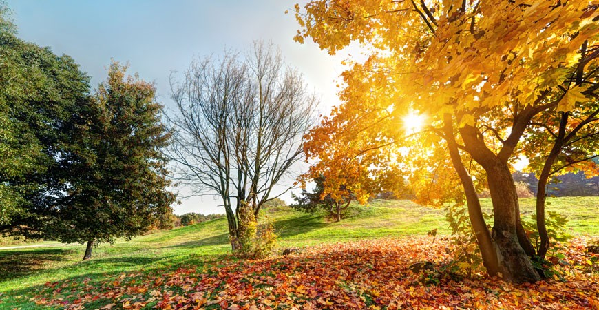 Cuidados del jardín en otoño